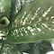 3ft. Potted Green Dieffenbachia Plant by Ashland&#xAE;
